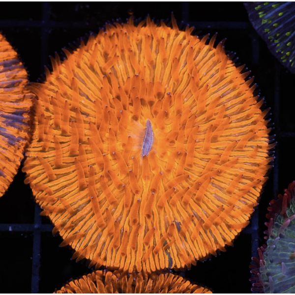 ORANGE DISC CORAL